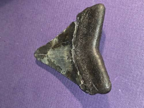 Fossil shark tooth Carcharodon Megalodon Great white Shark.  7 cm