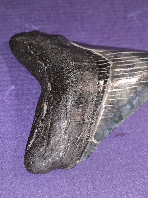 Fossil shark tooth Carcharodon Megalodon Great white Shark.  7 cm