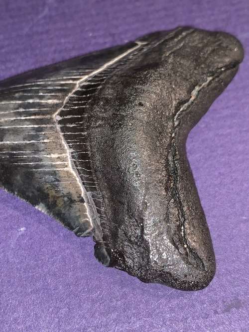 Fossil shark tooth Carcharodon Megalodon Great white Shark.  7 cm