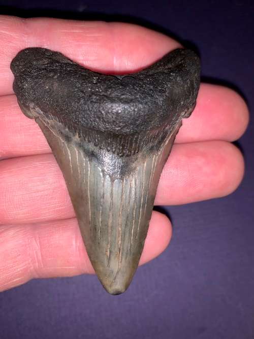 Fossil shark tooth Carcharodon Megalodon Great white Shark.  7 cm