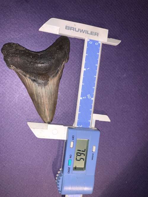 Fossil shark tooth Carcharodon Megalodon Great white Shark.  7 cm