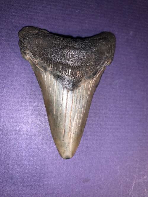 Fossil shark tooth Carcharodon Megalodon Great white Shark.  7 cm