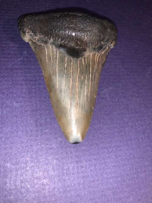 Fossil shark tooth Carcharodon Megalodon Great white Shark.  7 cm