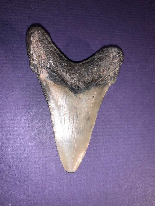 Fossil shark tooth Carcharodon Megalodon Great white Shark.  7 cm