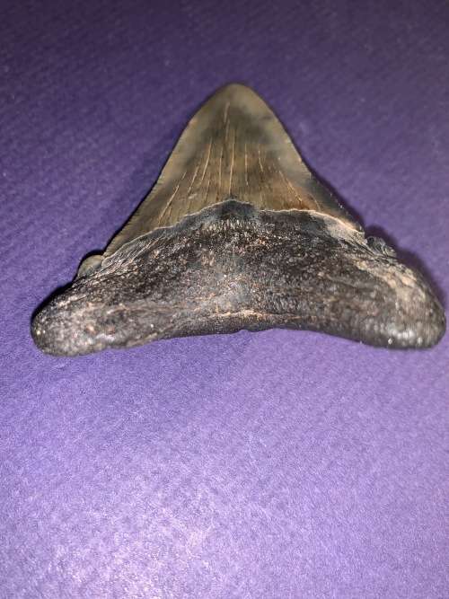 Fossil shark tooth Carcharodon Megalodon Great white Shark.  7 cm