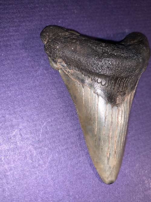 Fossil shark tooth Carcharodon Megalodon Great white Shark.  7 cm