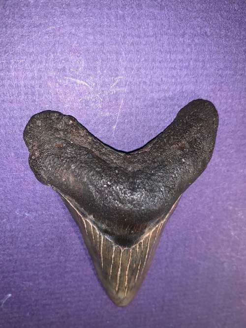 Fossil shark tooth Carcharodon Megalodon Great white Shark.  7 cm