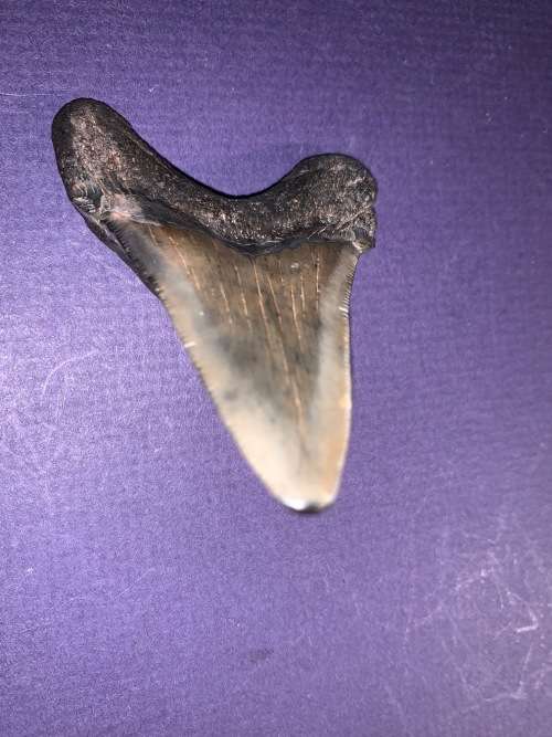 Fossil shark tooth Carcharodon Megalodon Great white Shark.  7 cm