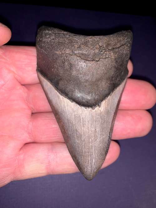 Fossil shark tooth Carcharodon Megalodon Great white Shark.  9 cm