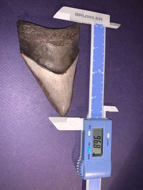 Fossil shark tooth Carcharodon Megalodon Great white Shark.  9 cm