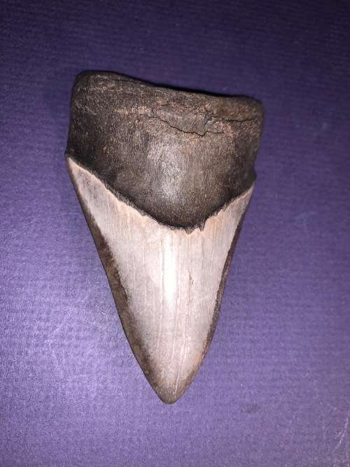 Fossil shark tooth Carcharodon Megalodon Great white Shark.  9 cm