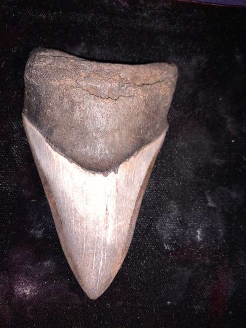 Fossil shark tooth Carcharodon Megalodon Great white Shark.  9 cm