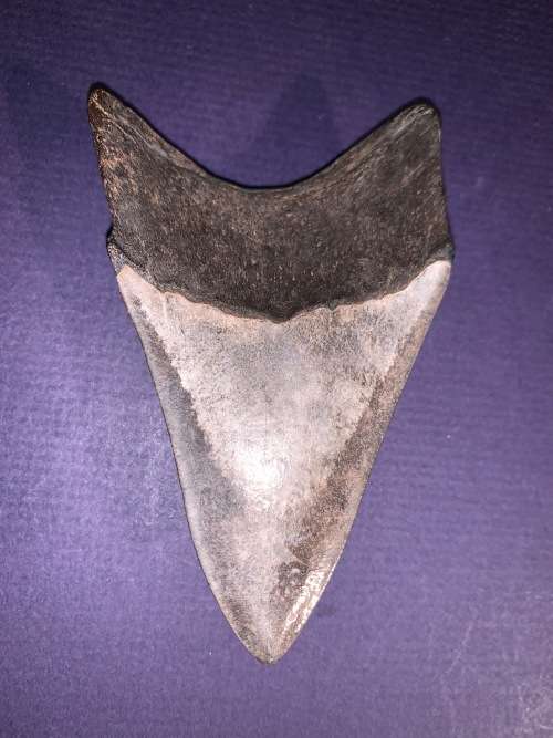 Fossil shark tooth Carcharodon Megalodon Great white Shark.  9 cm