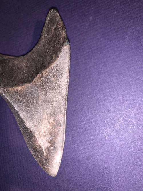 Fossil shark tooth Carcharodon Megalodon Great white Shark.  9 cm