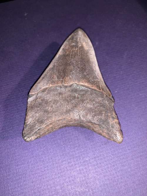Fossil shark tooth Carcharodon Megalodon Great white Shark.  9 cm