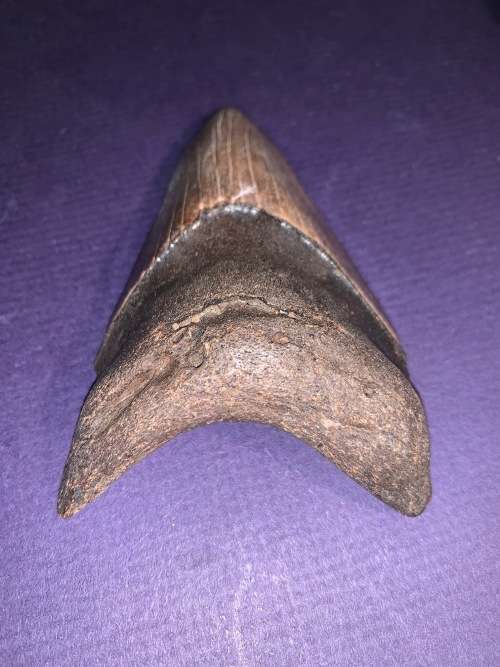 Fossil shark tooth Carcharodon Megalodon Great white Shark.  9 cm