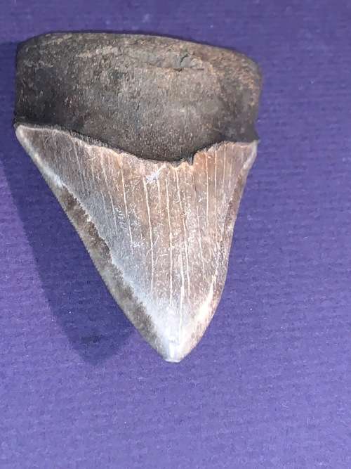 Fossil shark tooth Carcharodon Megalodon Great white Shark.  9 cm