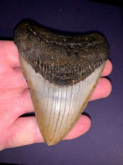 Fossil shark tooth Carcharodon Megalodon Great white Shark. 11 cm