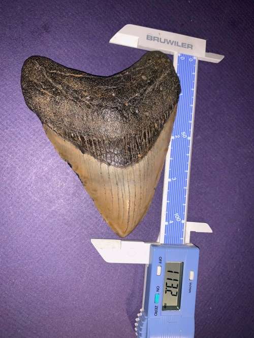 Fossil shark tooth Carcharodon Megalodon Great white Shark. 11 cm