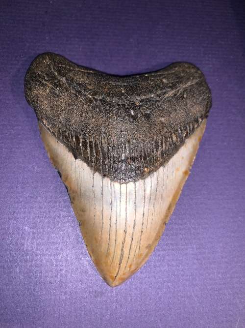 Fossil shark tooth Carcharodon Megalodon Great white Shark. 11 cm