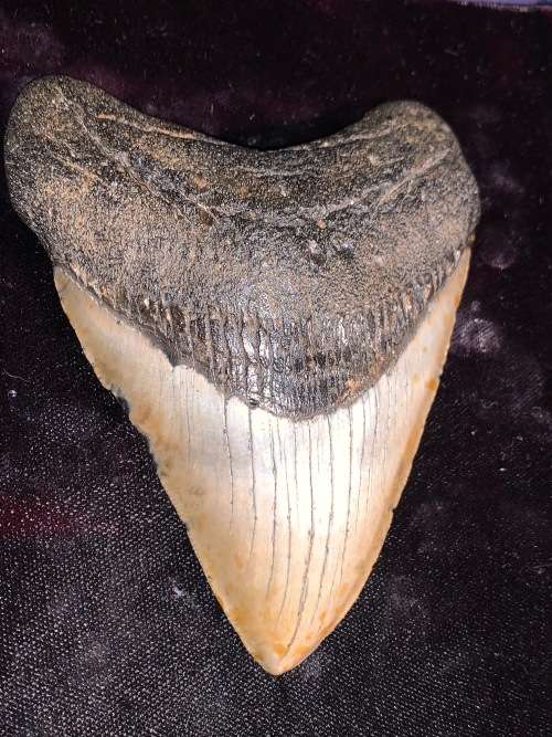 Fossil shark tooth Carcharodon Megalodon Great white Shark. 11 cm