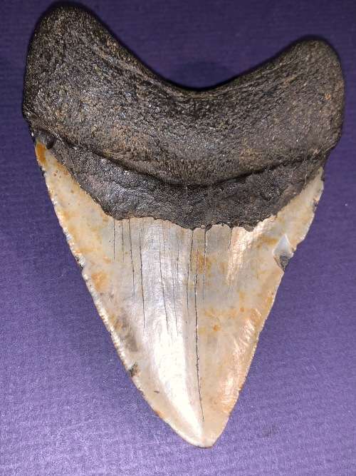 Fossil shark tooth Carcharodon Megalodon Great white Shark. 11 cm