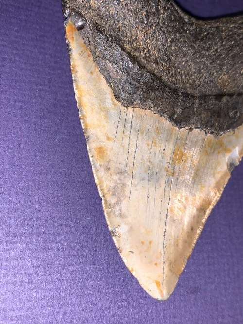 Fossil shark tooth Carcharodon Megalodon Great white Shark. 11 cm
