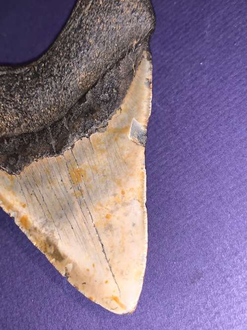 Fossil shark tooth Carcharodon Megalodon Great white Shark. 11 cm