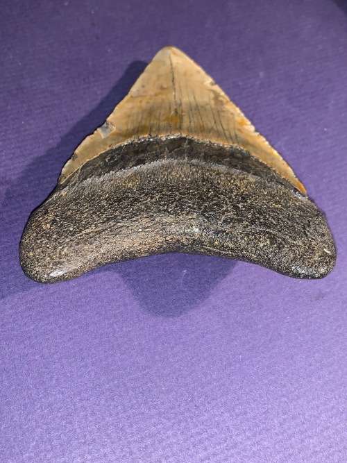 Fossil shark tooth Carcharodon Megalodon Great white Shark. 11 cm