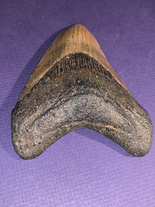 Fossil shark tooth Carcharodon Megalodon Great white Shark. 11 cm