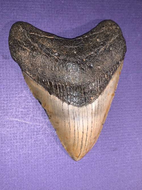 Fossil shark tooth Carcharodon Megalodon Great white Shark. 11 cm