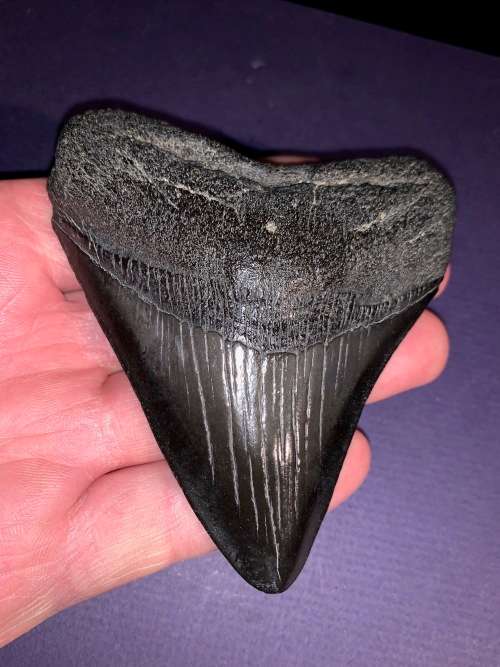 Fossil shark tooth Carcharodon Megalodon Great white Shark. 10 cm