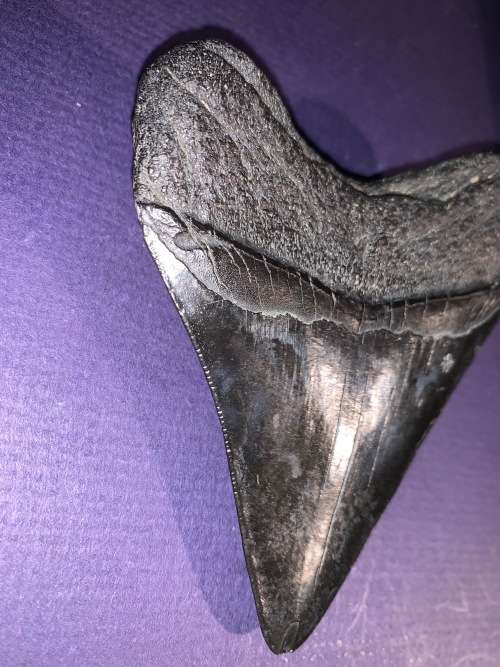Fossil shark tooth Carcharodon Megalodon Great white Shark. 10 cm