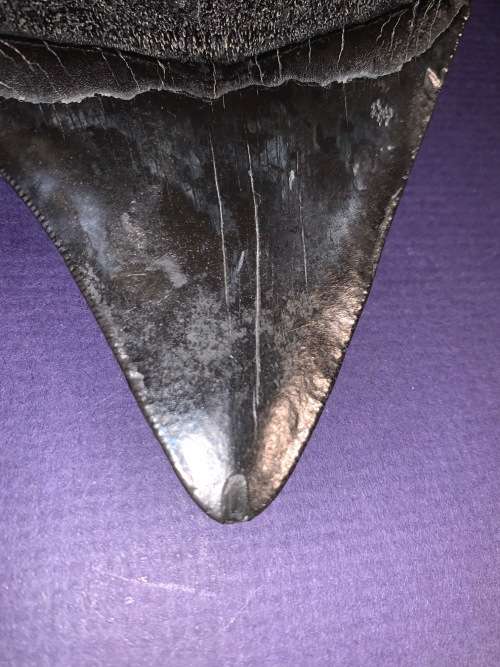 Fossil shark tooth Carcharodon Megalodon Great white Shark. 10 cm