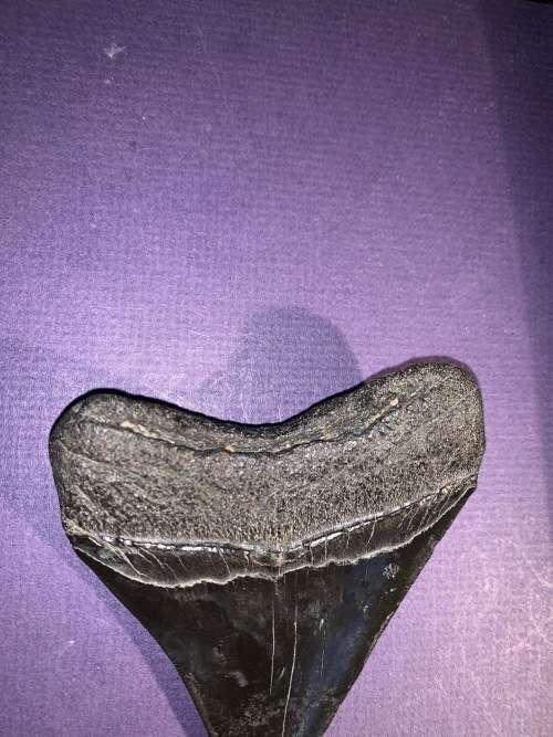 Fossil shark tooth Carcharodon Megalodon Great white Shark. 10 cm
