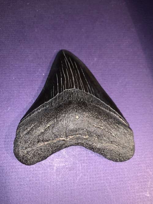 Fossil shark tooth Carcharodon Megalodon Great white Shark. 10 cm