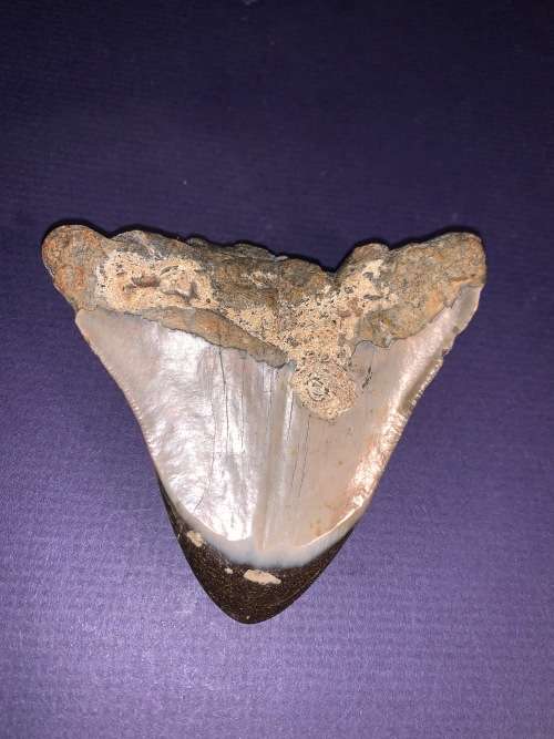 Fossil shark tooth Carcharodon Megalodon Great white shark.  9 cm