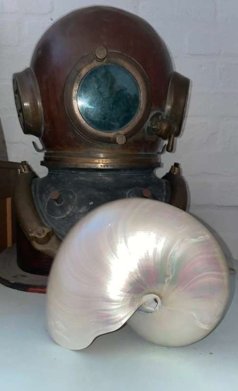 Nautilus Shell Pearlized white. Chambered Nautilus Seashell Pearl 20 cm