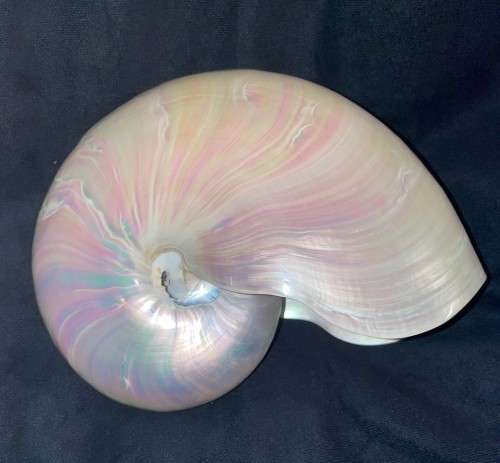Nautilus Shell Pearlized white. Chambered Nautilus Seashell Pearl 20 cm