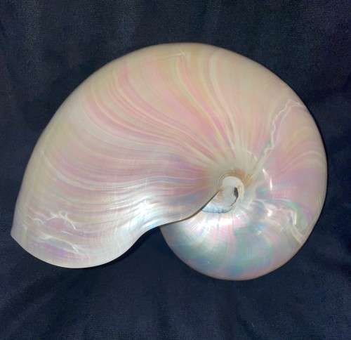 Nautilus Shell Pearlized white. Chambered Nautilus Seashell Pearl 20 cm