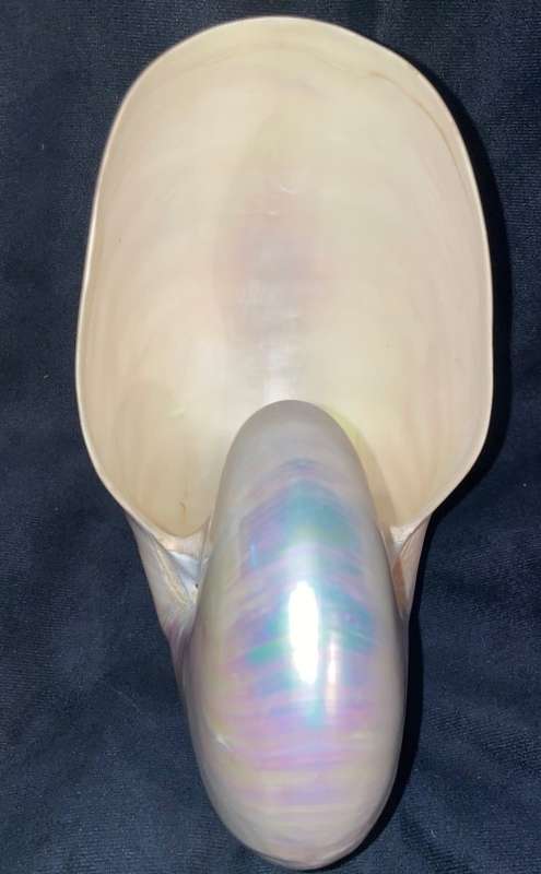 Nautilus Shell Pearlized white. Chambered Nautilus Seashell Pearl 20 cm
