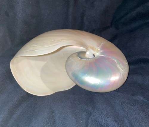 Nautilus Shell Pearlized white. Chambered Nautilus Seashell Pearl 20 cm