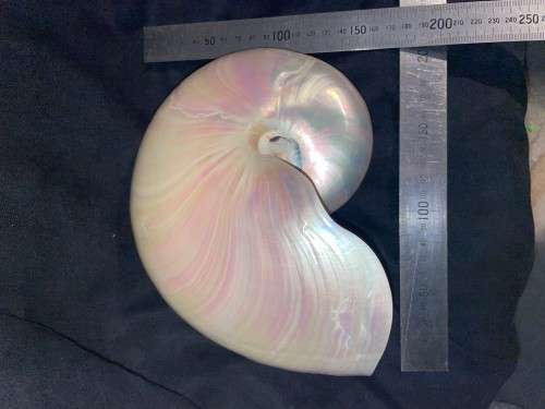 Nautilus Shell Pearlized white. Chambered Nautilus Seashell Pearl 20 cm