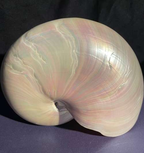 Nautilus Shell Pearlized white. Chambered Nautilus Seashell Pearl 20 cm