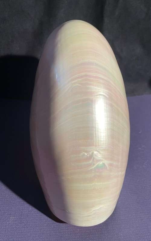 Nautilus Shell Pearlized white. Chambered Nautilus Seashell Pearl 20 cm