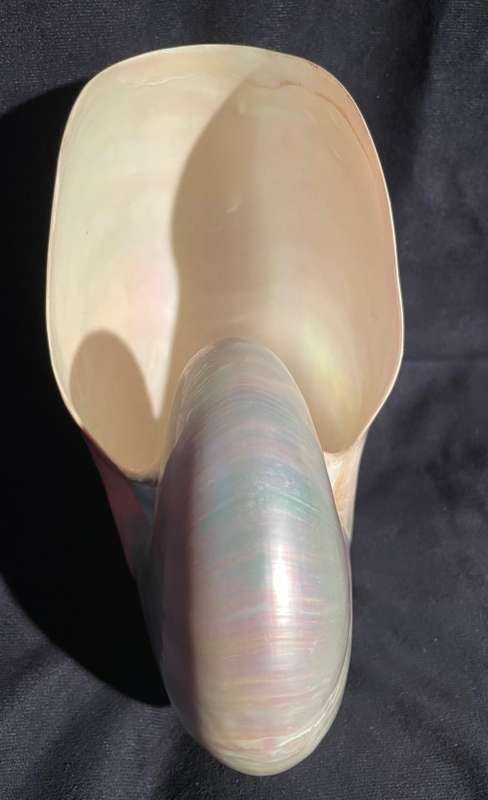 Nautilus Shell Pearlized white. Chambered Nautilus Seashell Pearl 20 cm
