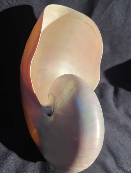 Nautilus Shell Pearlized white. Chambered Nautilus Seashell Pearl 20 cm
