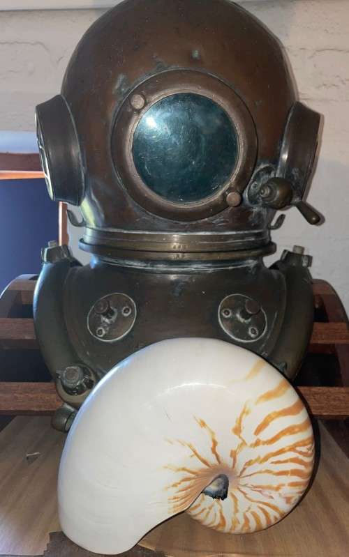 Nautilus Shell white. Chambered Nautilus Seashell 21 cm