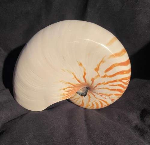 Nautilus Shell white. Chambered Nautilus Seashell 21 cm