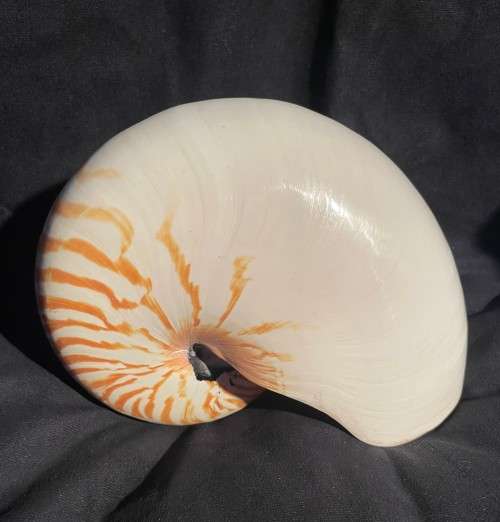 Nautilus Shell white. Chambered Nautilus Seashell 21 cm